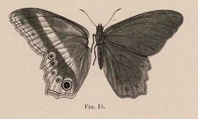 Fig. 15.
