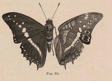 Fig. 38.