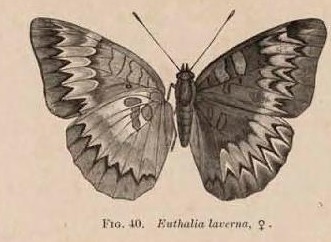 Fig. 40.  Euthalia laverna, ♀.