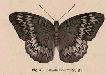 Fig. 41.  Euthalia decorata, ♀.