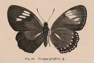 Fig. 42.   Euripus pfeifferæ, ♀.