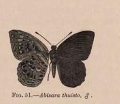 Fig. 51.—Abisara thuisto, ♂.