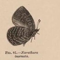 Fig. 81.—Narathura
inornata.