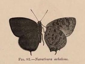 Fig. 82.—Narathura achelous.