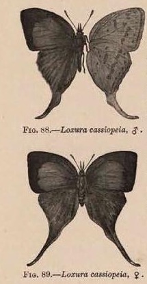 Fig. 88.—Loxura cassiopeia, ♂.
Fig. 89.—Loxura cassiopeia, ♀.