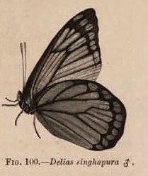 Fig. 100.—Delias singhapura ♂.