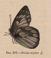 Fig. 101.—Delias orphne ♂.