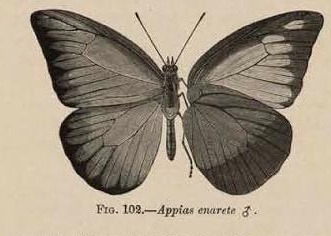 Fig. 102.—Appias enarete ♂.