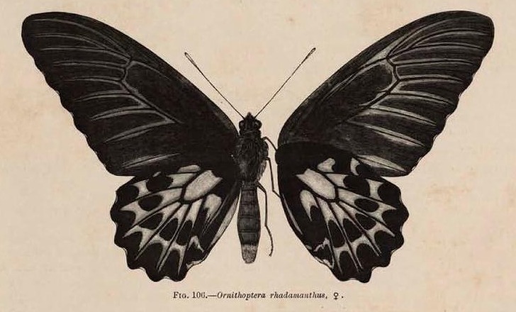Fig. 106.—Ornithoptera rhadamanthus, ♀.