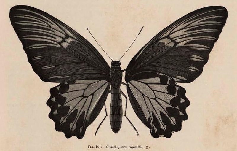 Fig. 107.—Ornithoptera ruficollis, ♀. aus Rhopalocera Malayana