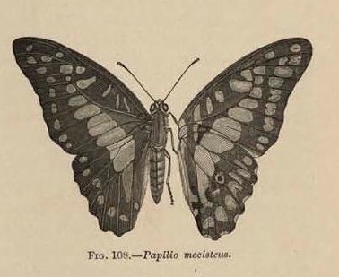 Fig. 108.—Papilio mecisteus.