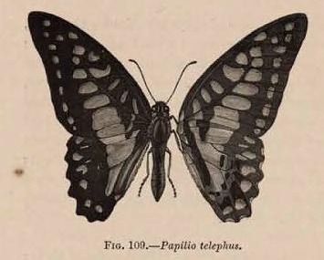 Fig. 109.—Papilio telephus.