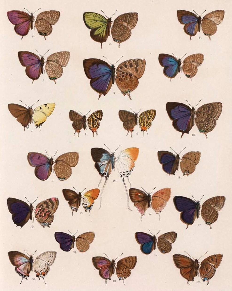 Illustration