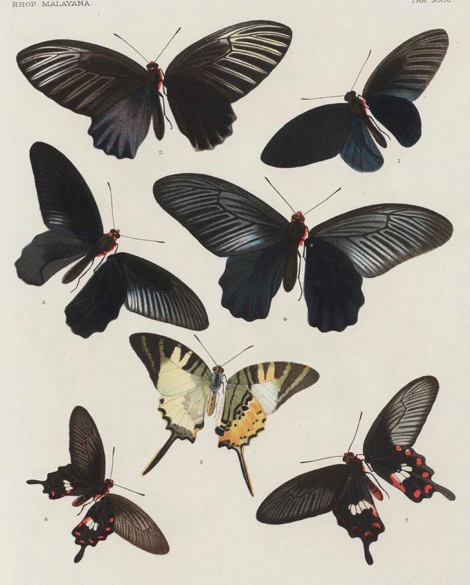 Illustration