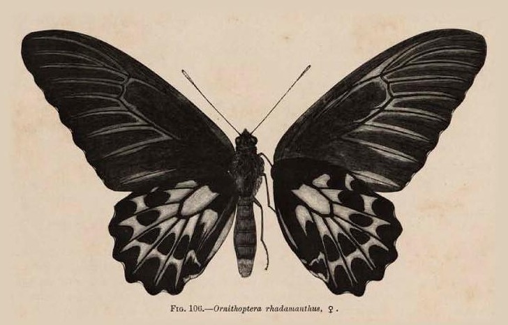 Fig. 106.—Ornithoptera rhadamanthus, ♀.