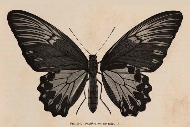 Fig. 107.—Ornithoptera ruficollis, ♀.