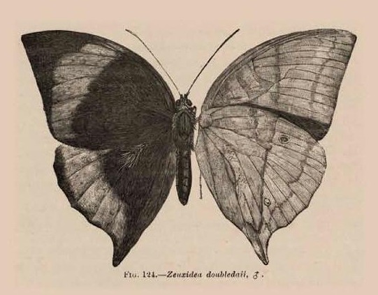 Fig. 124.—Zeuxidea doubledaii, ♂.