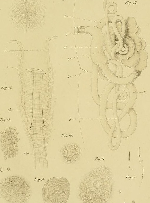 Plate II