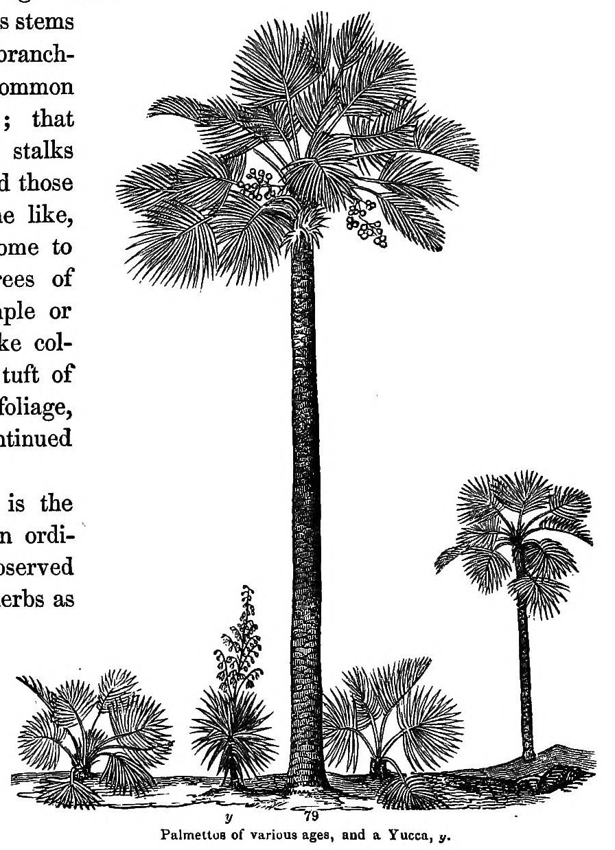 y          79
Palmettos of various ages, and a Yucca, y.