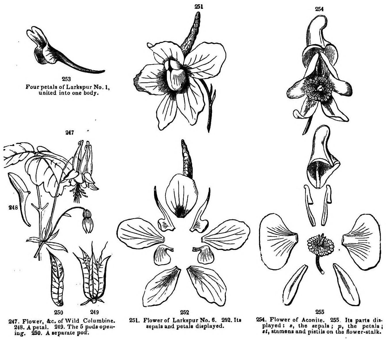 253
Four petals of Larkspur No. 1,
united into one body.
247. Flower, &c. of Wild Columbine. 248. A petal. 249. The 5 pods opening. 250. A separate pod.
251. Flower of Larkspur No. 6. 252. Its sepals and petals displayed.
254. Flower of Aconite. 255. Its parts displayed: s, the sepals; p, the petals; st, stamens and pistils on the flower-stalk.
