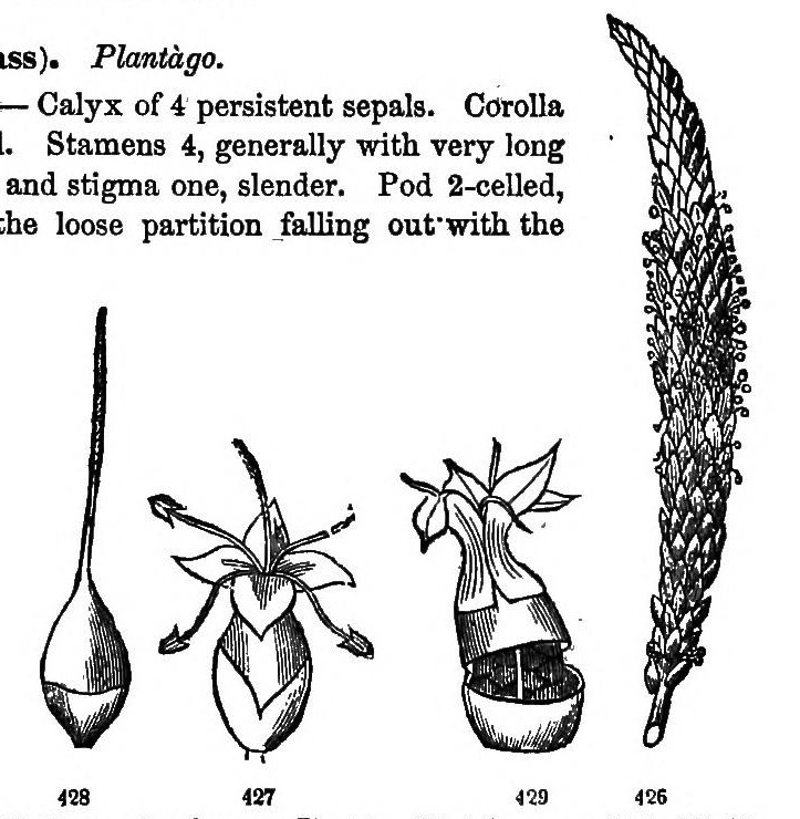426. Young spike of common Plantain. 427. A flower magnified. 428. Pistil of the same. 429. Fruit, opening by a lid; the withered corolla on the lid.