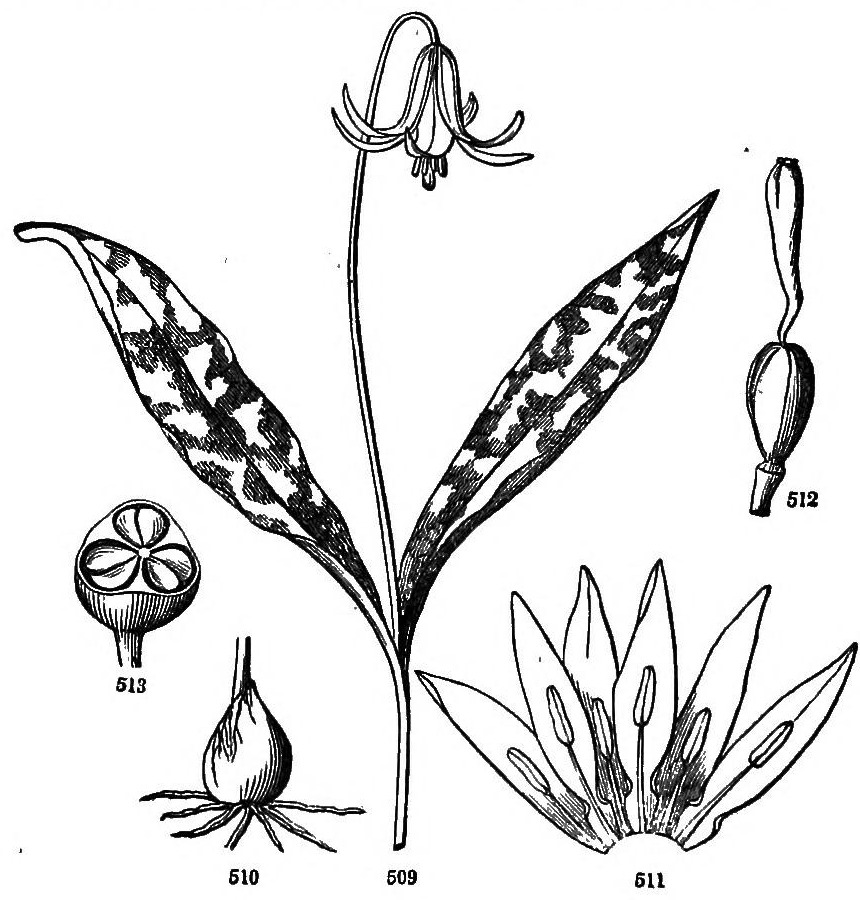509. Yellow Dogtooth-Violet.
510. The bulb.
511. Perianth laid open, and stamens.
512. The pistil, enlarged.
513. Lower half of a pod, cut across and magnified.
