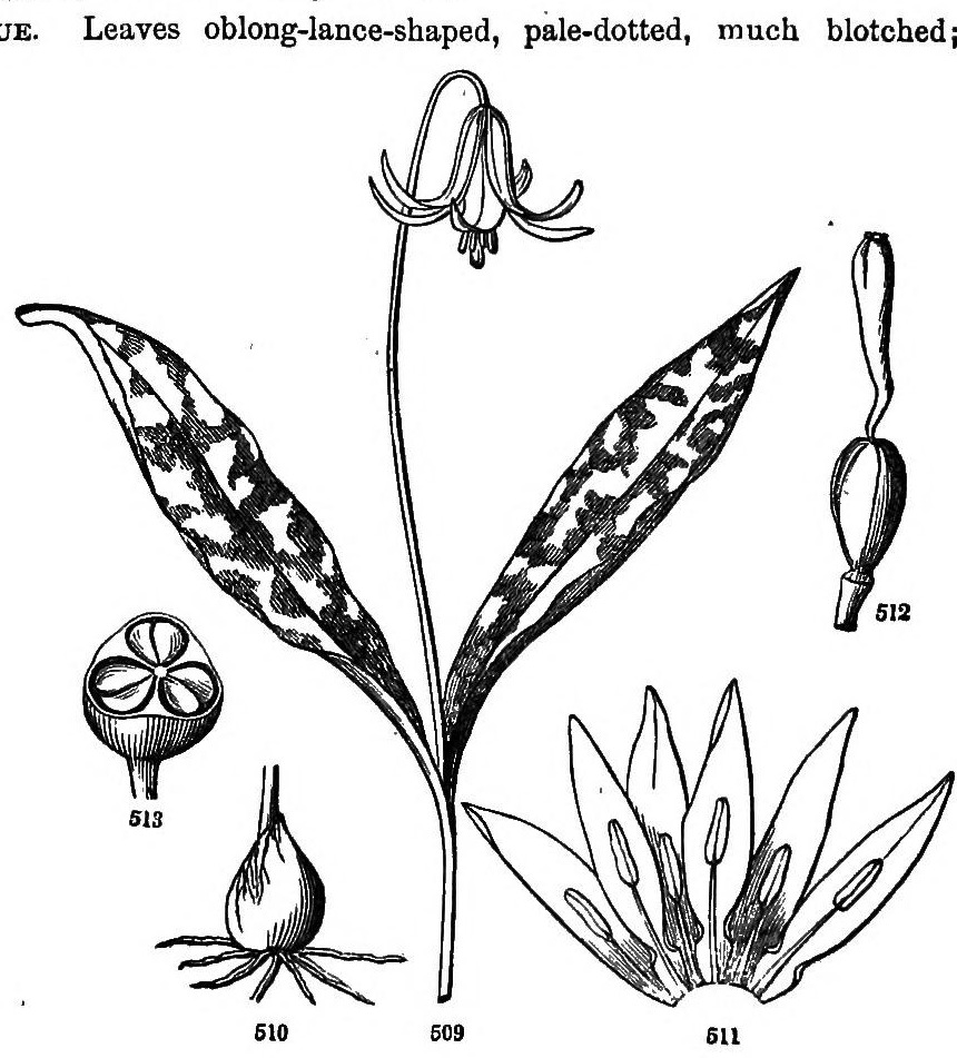 509. Yellow Dogtooth-Violet.
510. The bulb.
511. Perianth laid open, and stamens.
512. The pistil, enlarged.
513. Lower half of a pod, cut across and magnified.