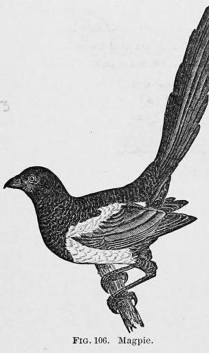 Fig. 106.  Magpie.