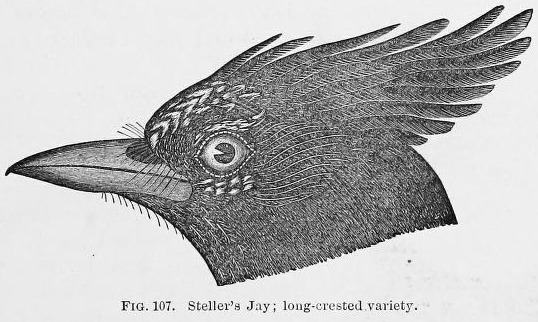 Fig. 107.  Steller's Jay; long-crested variety.