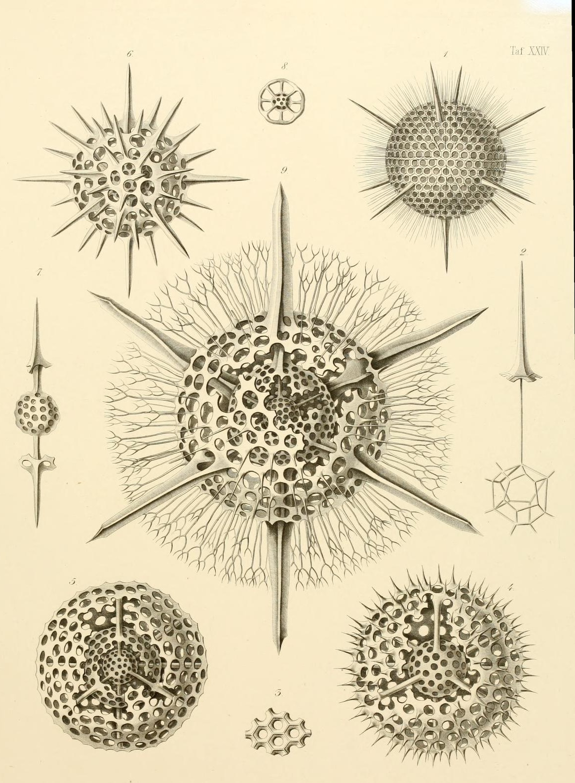 Taf. XXIV.
1-4. Haliomma. 1-3. H. Echinaster, Hkl. 4. H. Castanea, Hkl. 5-9. Actinomma.
5. A. inerme, Hkl. 6-8. A. Trinacrium, Hkl. 9. A. drymodes, Hkl.