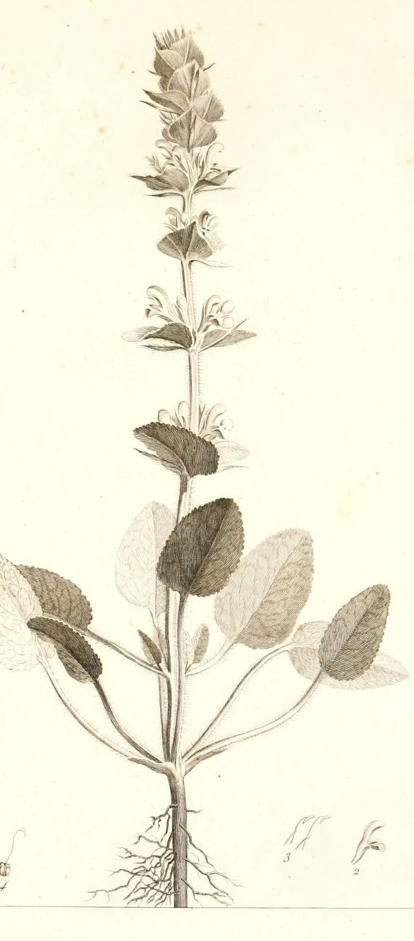 Plate 1