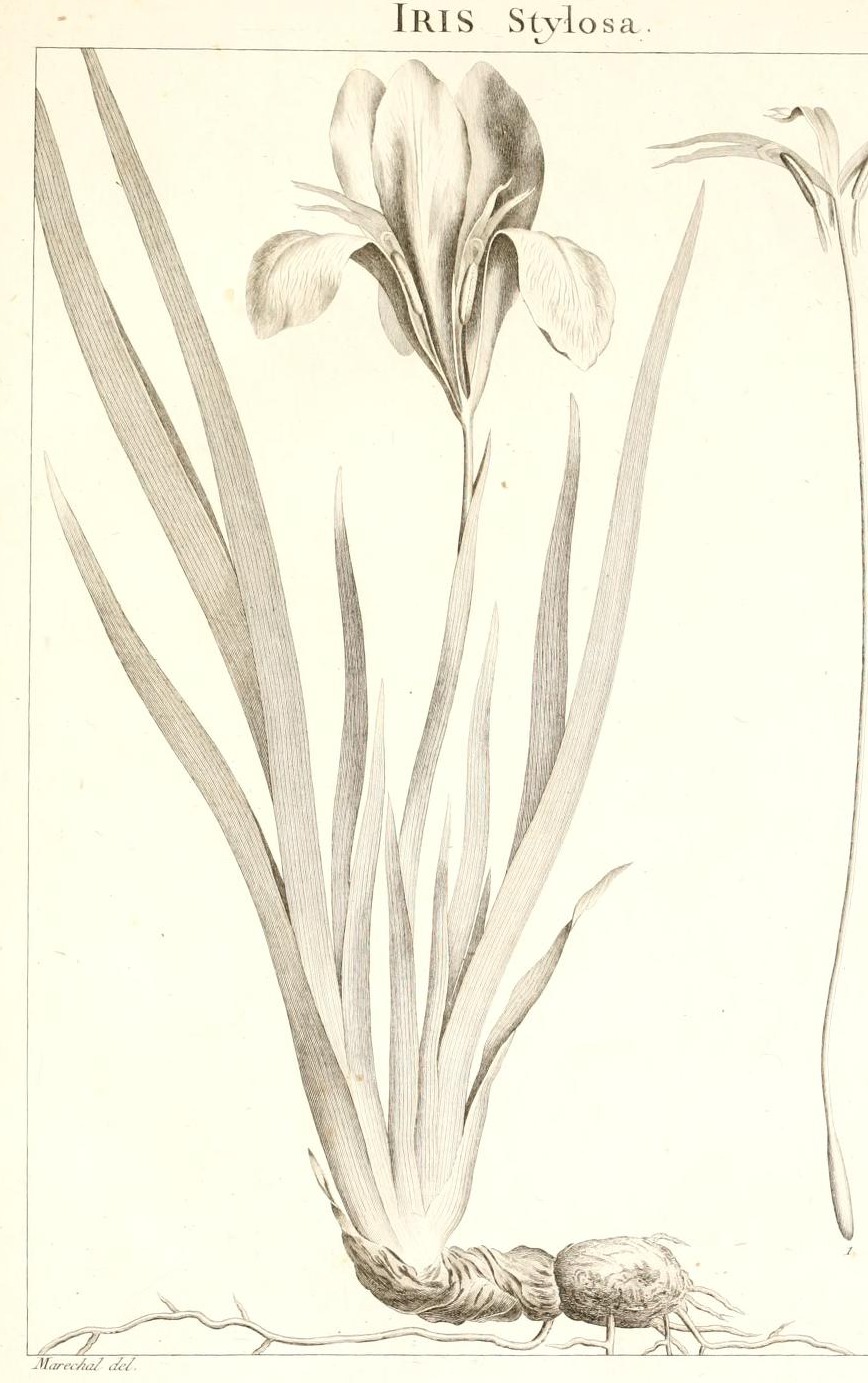 Plate 5