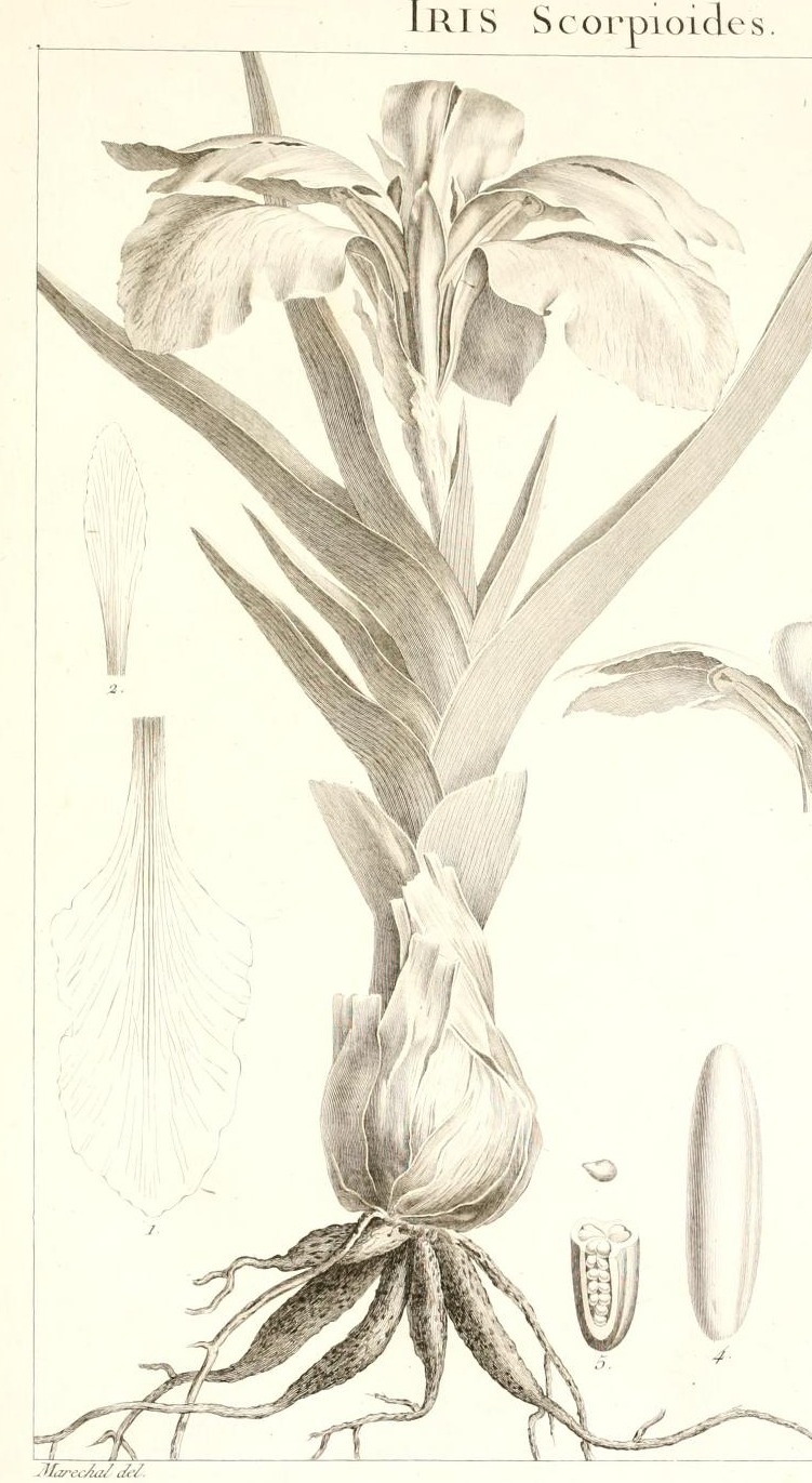 Plate 6