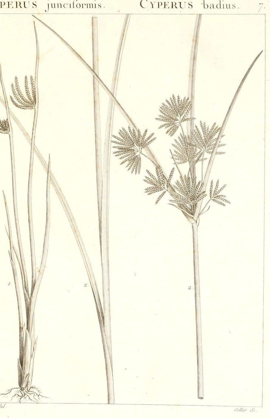 Plate 7