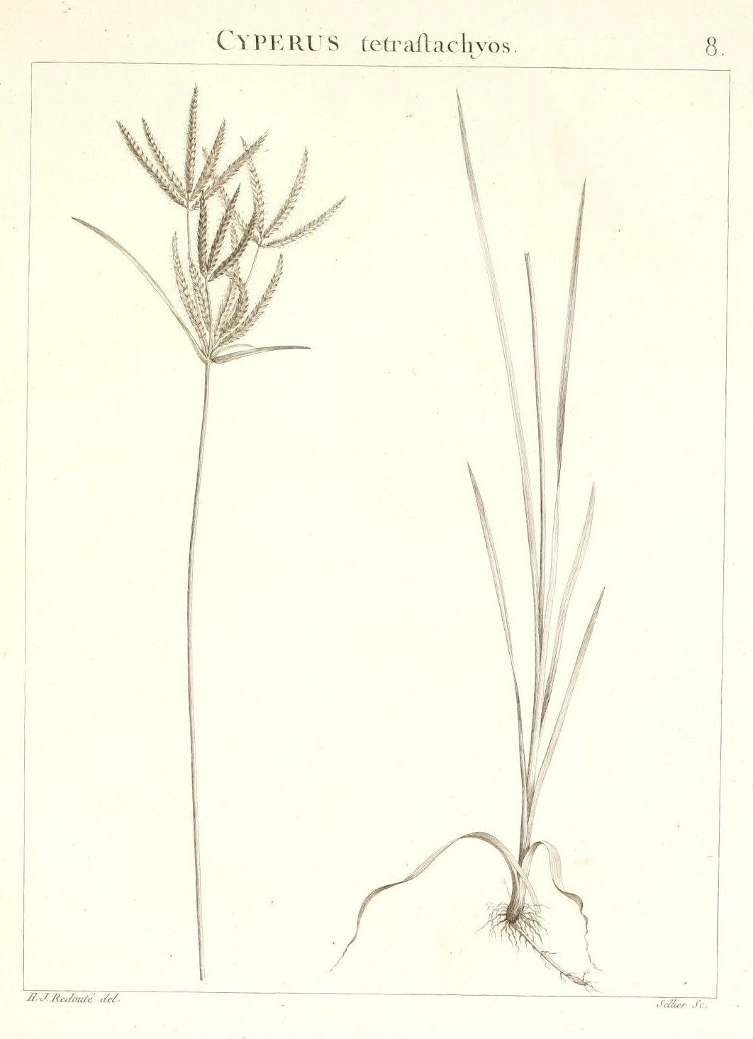 CYPERUS tetrastachyos.
8.
