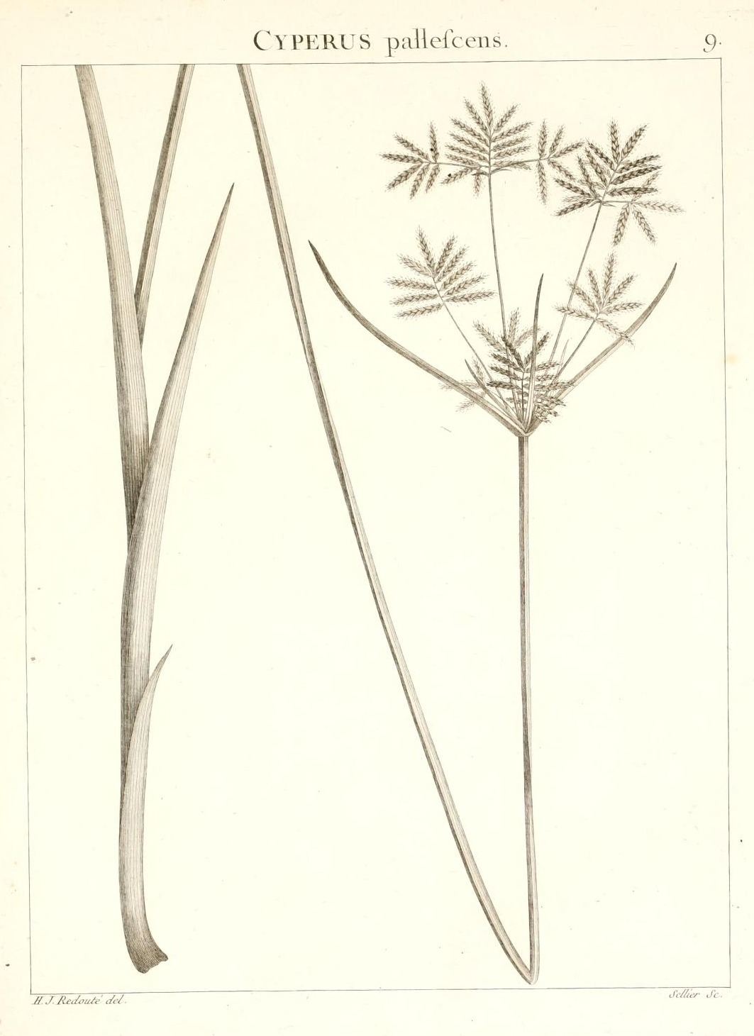 CYPERUS pallescens.
9.