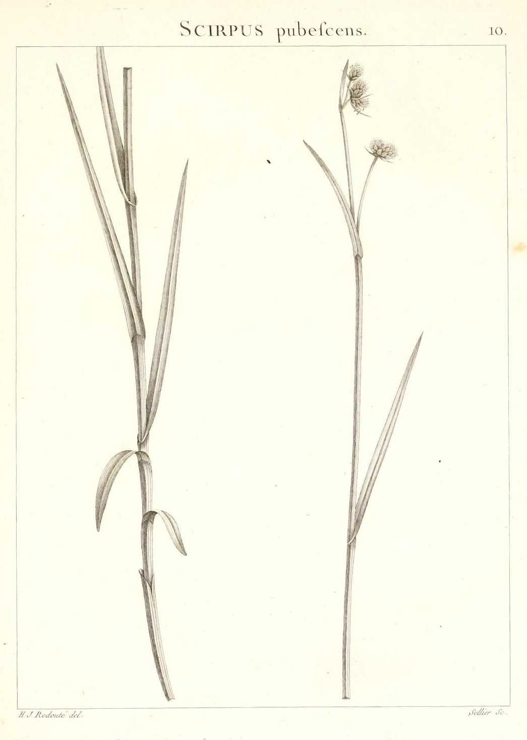 SCIRPUS pubescens.
10.