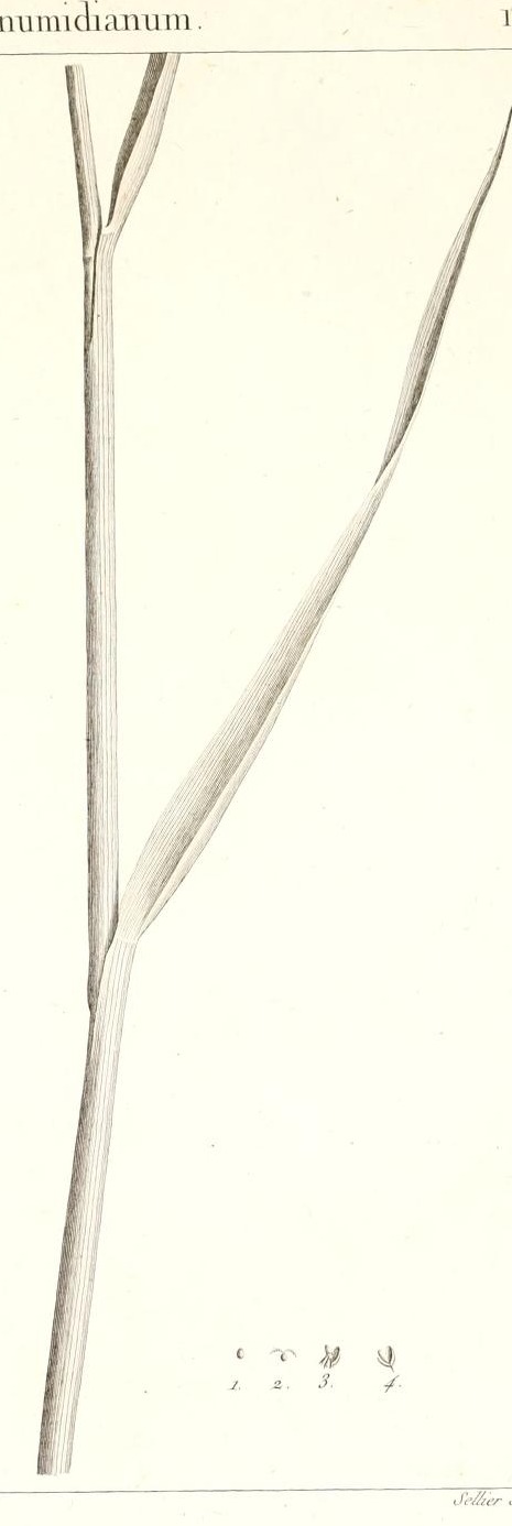 Plate 11