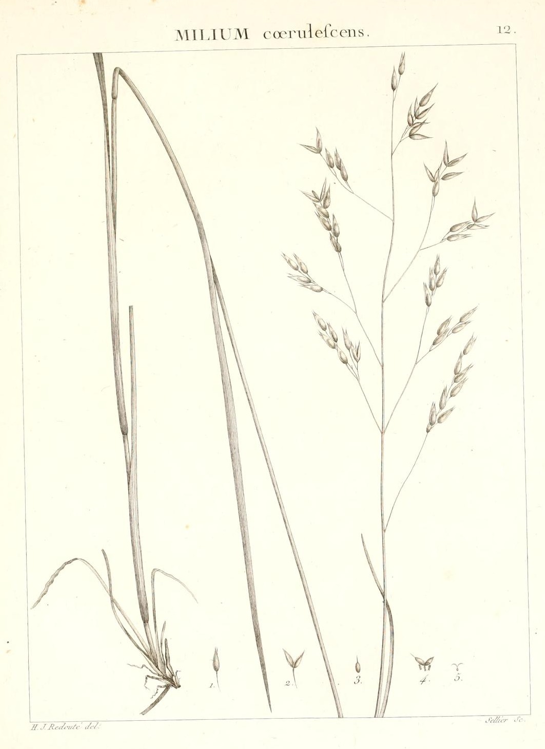 MILIUM coerulescens.
12.