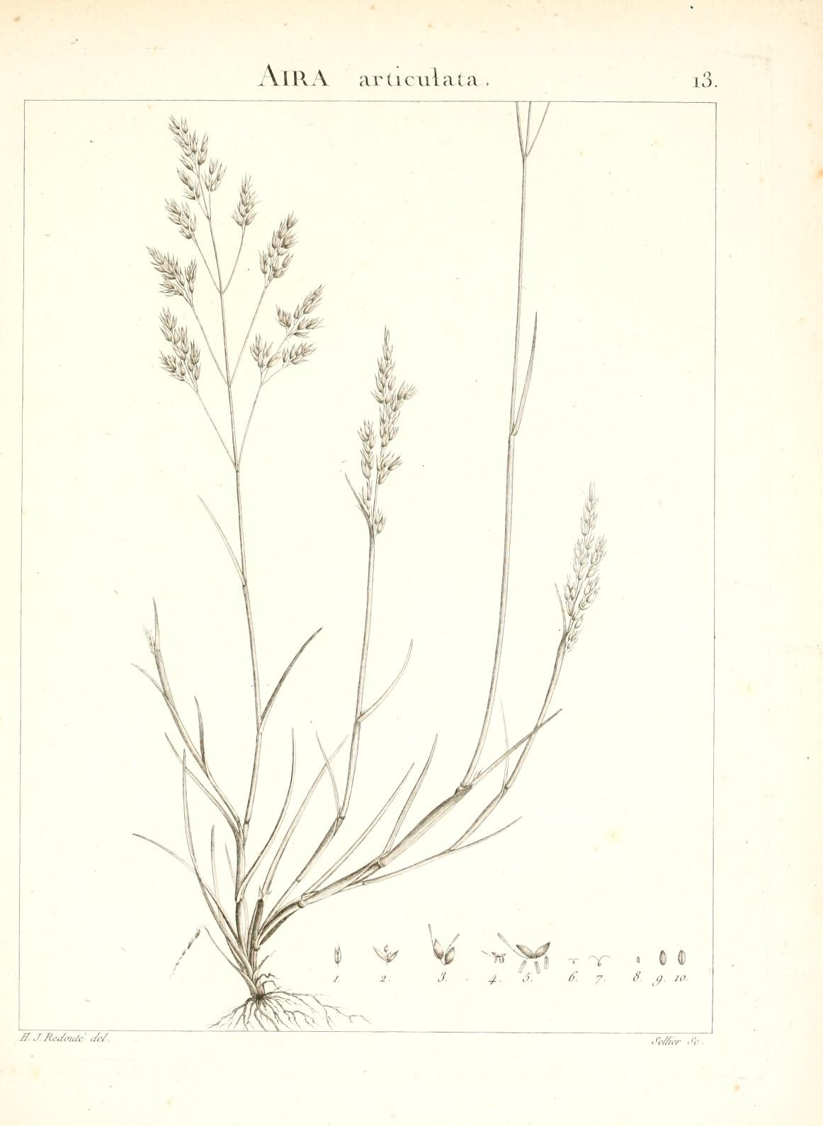 AIRA articulata.
13.