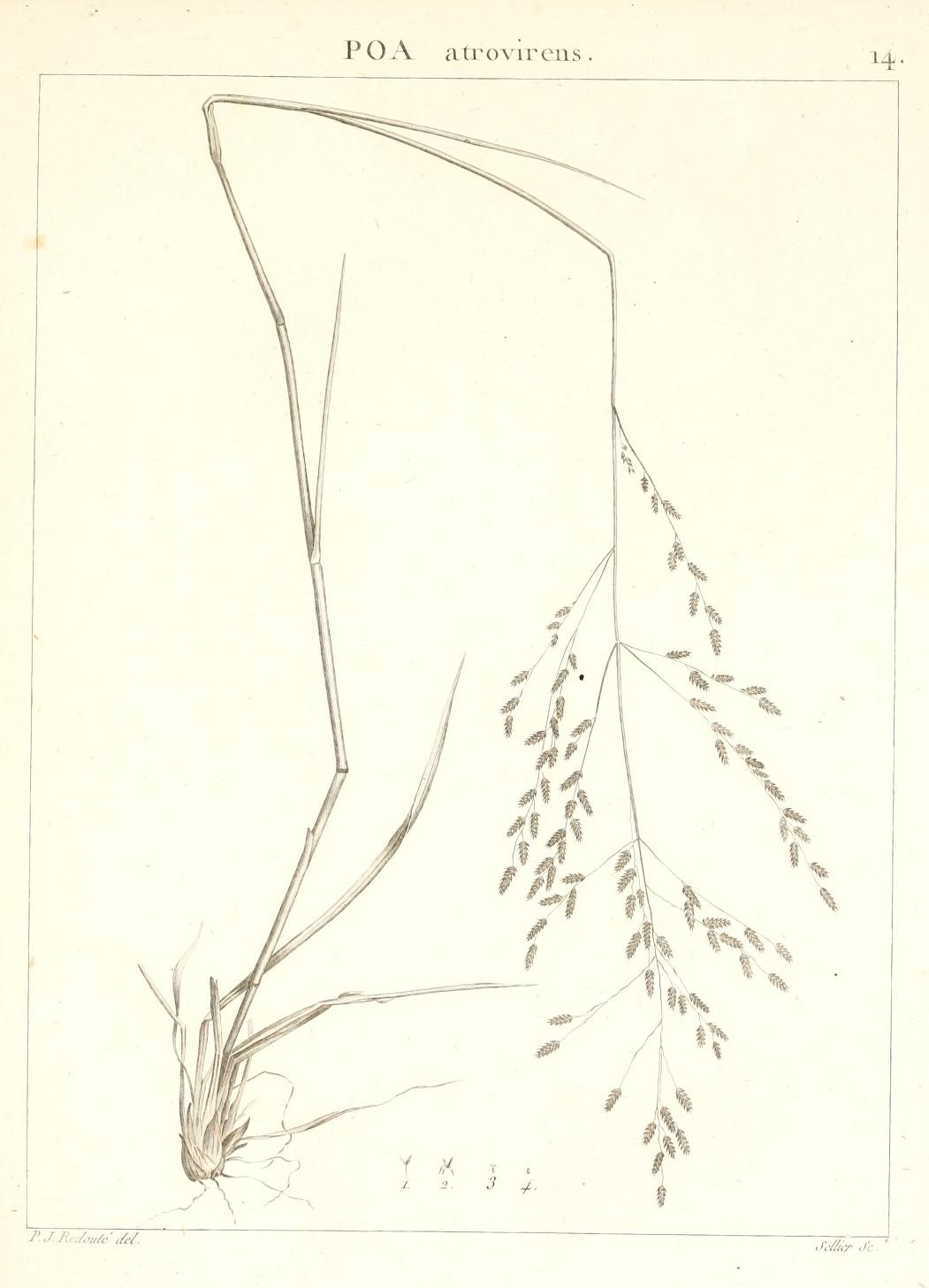 POA atrovirens.
14.