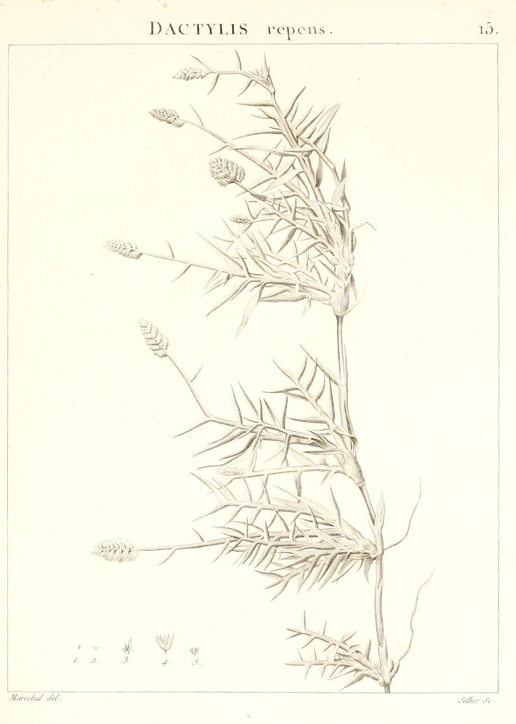 DACTYLIS repens.
15.