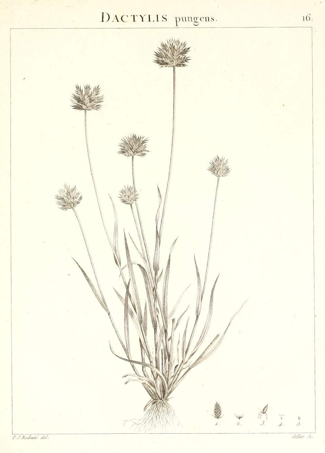 DACTYLIS pungens.
16.