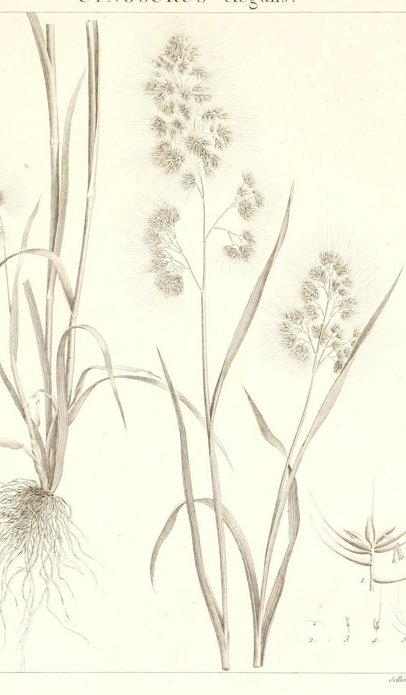 Plate 17