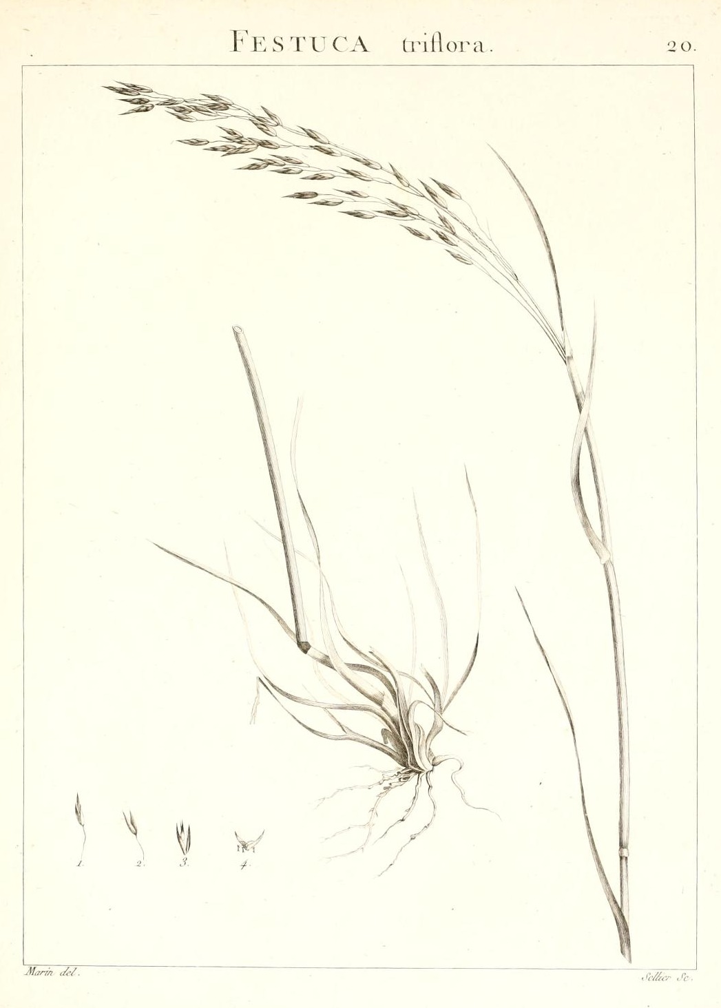 FESTUCA triflora.
20.