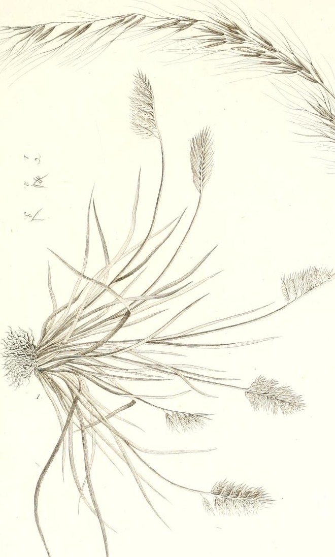 Plate 21