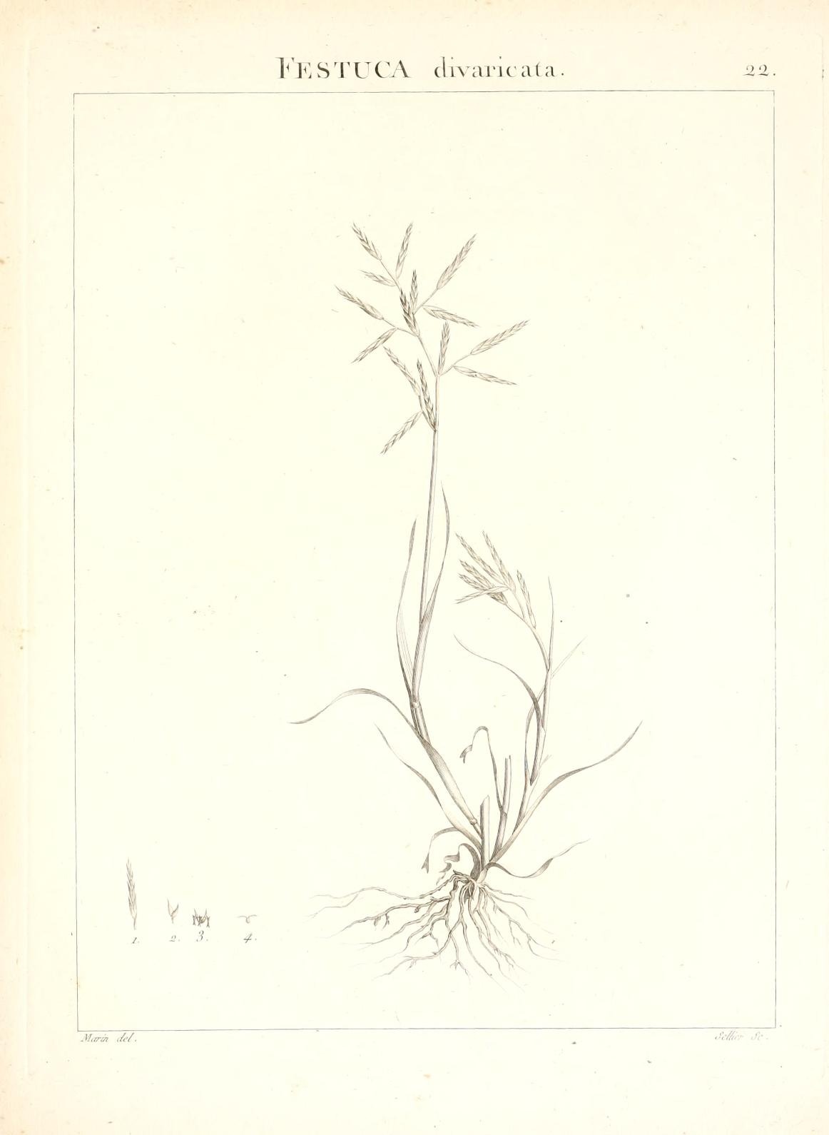 FESTUCA divaricata.
22.