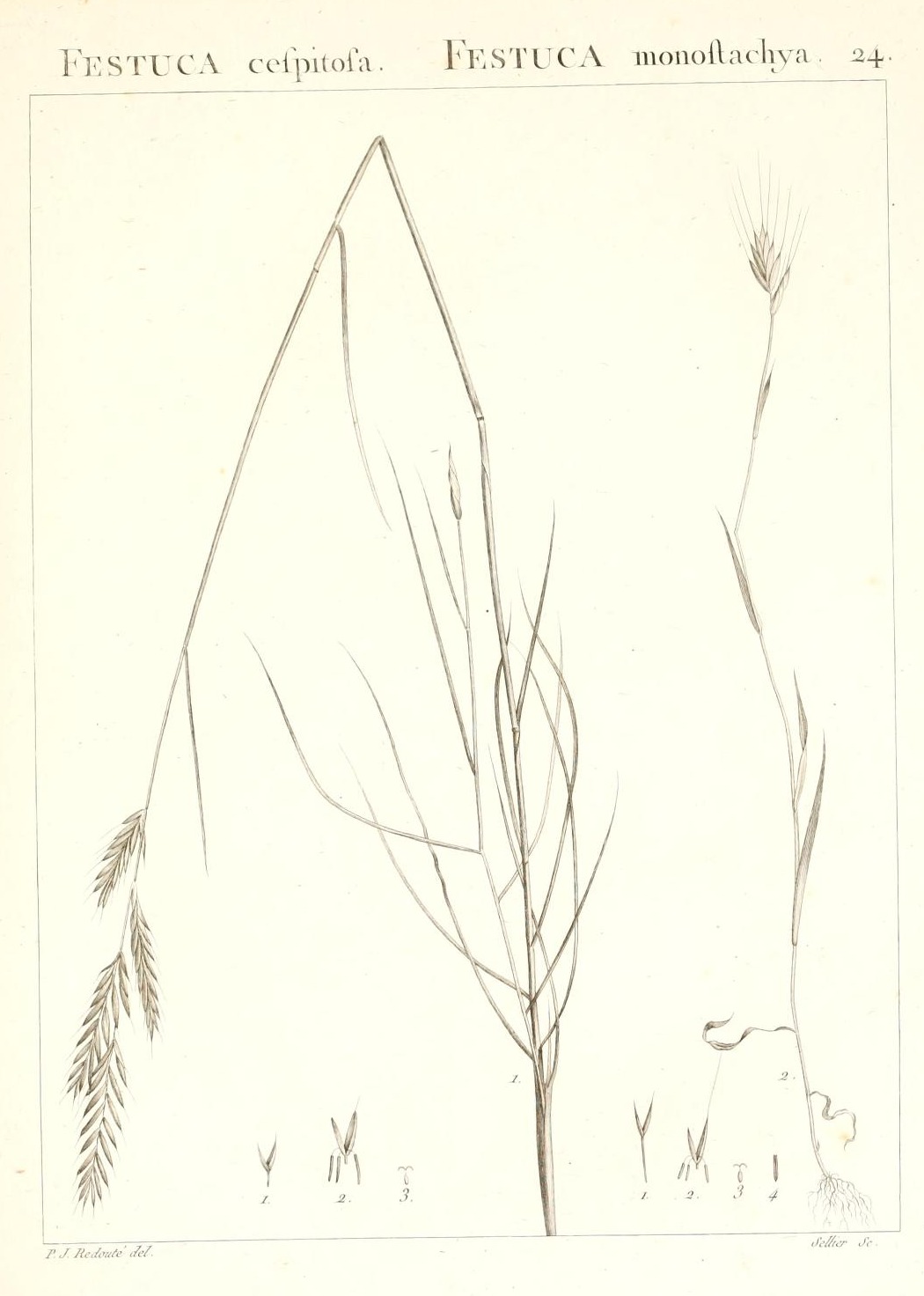 FESTUCA cespitosa. FESTUCA monostachya. 24.
