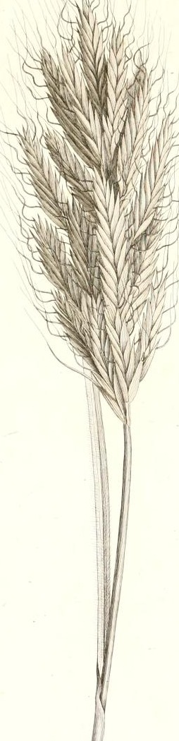 Plate 25