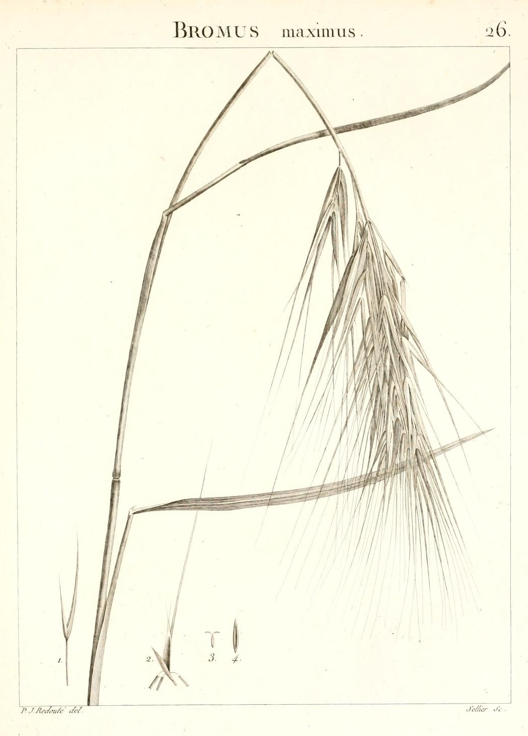 BROMUS maximus.
26.